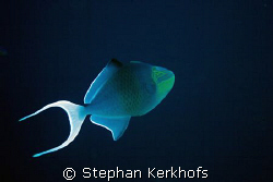 redtooth triggerfish (melichthys indicus) taken in Tiran. by Stephan Kerkhofs 
